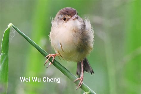 像麻雀的鳥|斑文鳥